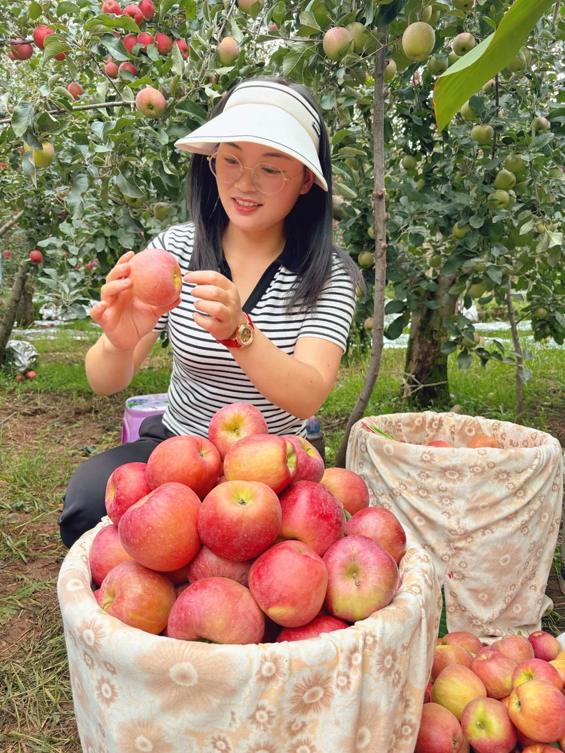 2025云南昭通高原富士冰糖心丑苹果原产地直发现摘现发脆甜多汁