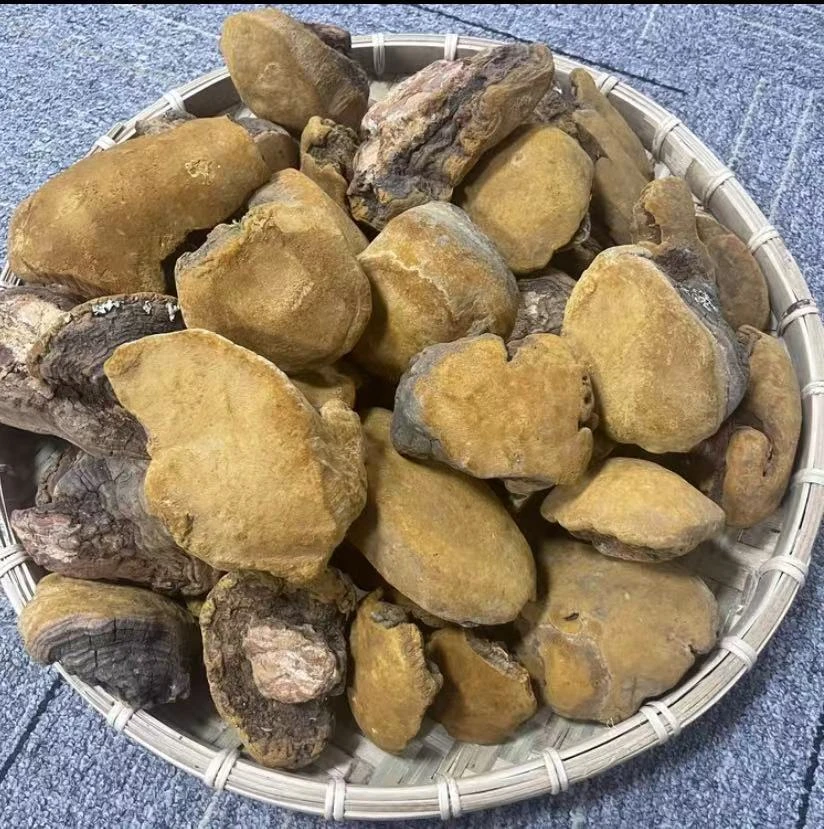 【主播精选】 山货 桑黄 1