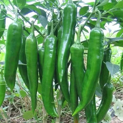 河南露天种植新鲜采摘羊角辣椒 香辣 中辣 3斤5斤包邮