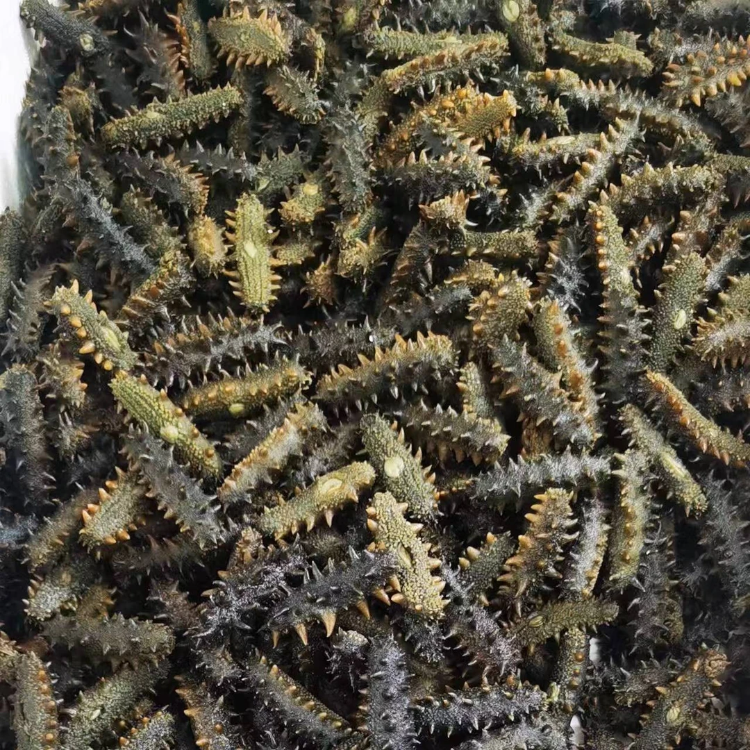 六排刺半干海参大连发货
