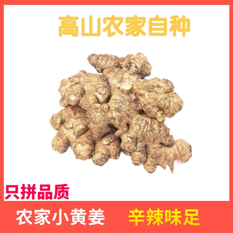 高山生姜/农家自种/姜味浓郁/姜