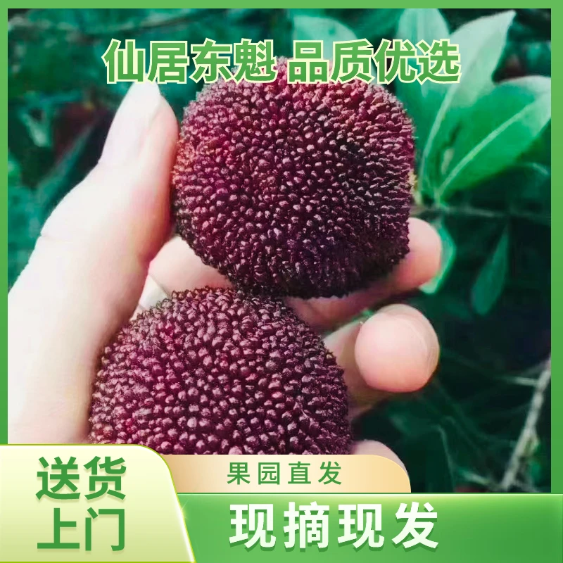 8A大果【送礼款】仙居东魁杨梅80颗