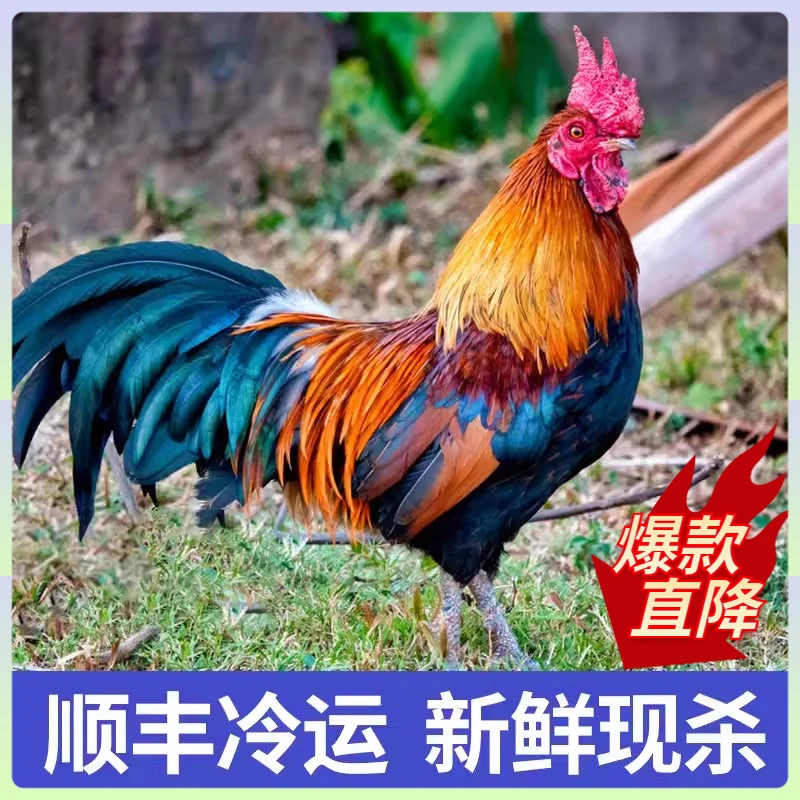 农村现杀2.5斤/只土公鸡大鸡新鲜大公鸡农家散养五谷喂养土鸡笨鸡