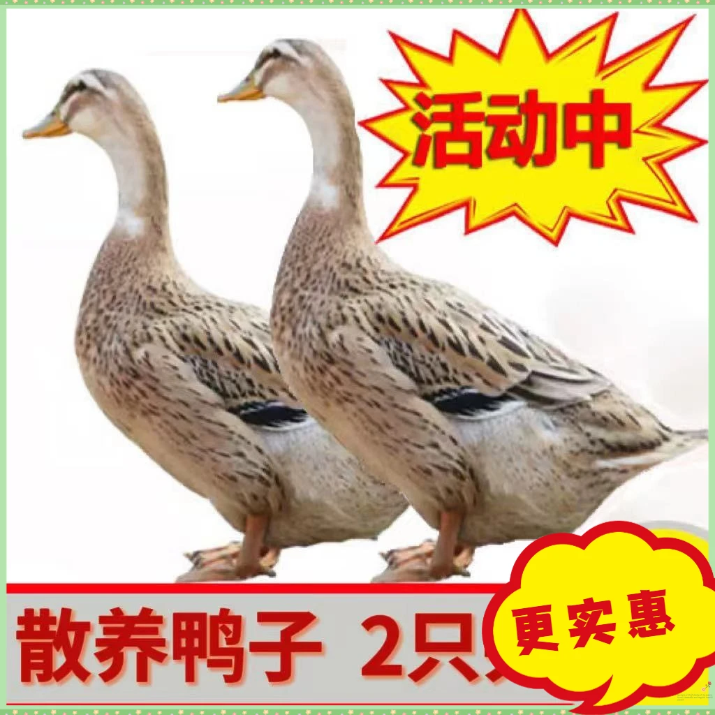 农家散养2斤左右/只土鸭嫩鸭老鸭麻鸭新鲜鸭生鸭肉鸭子鲜鸭水养鸭