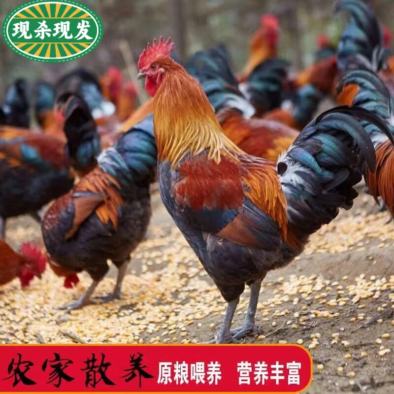 【现杀现发】正宗黑脚土公鸡纯散养新鲜鸡肉农家品质散养黑脚大公鸡
