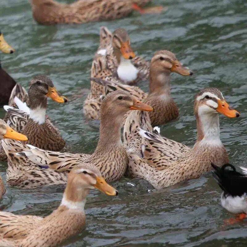 农家散养2斤一只土鸭嫩鸭麻鸭新鲜鸭生鸭肉鸭子鲜鸭水养鸭整鸭