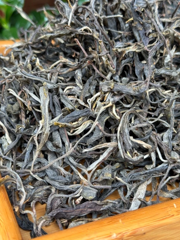 24年头春头采,冰岛地界古树普洱茶生普