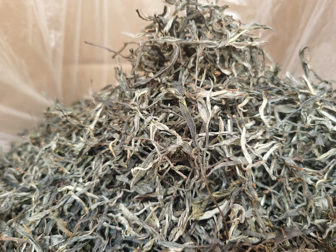2024年云南普洱茶生茶高山古树