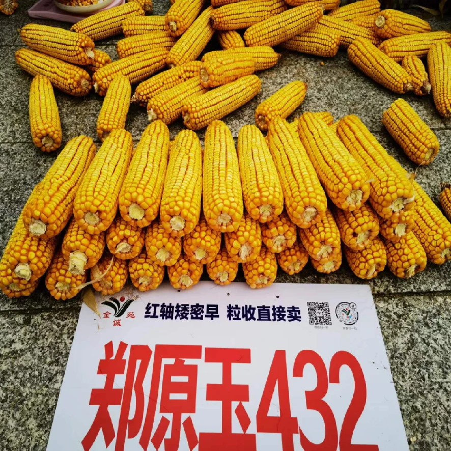 郑原玉432 矮秆耐密植 早熟脱水块 高产强抗倒 玉米杂交种