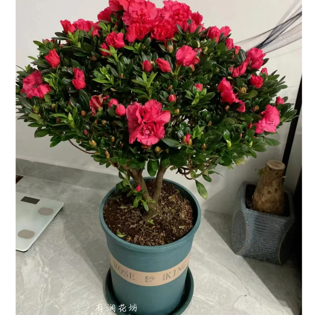 杜鹃盆栽多花苞多种颜色原土原盆秋冬植物室内四季开花