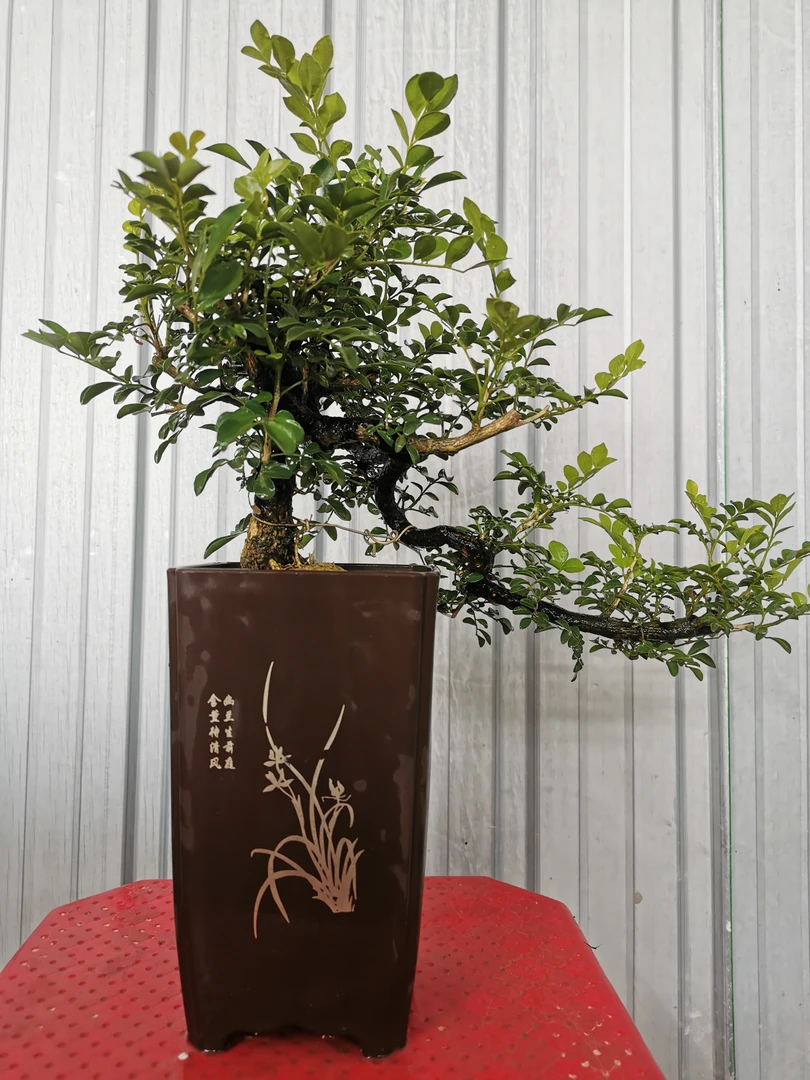 绿植盆景盆栽九里香