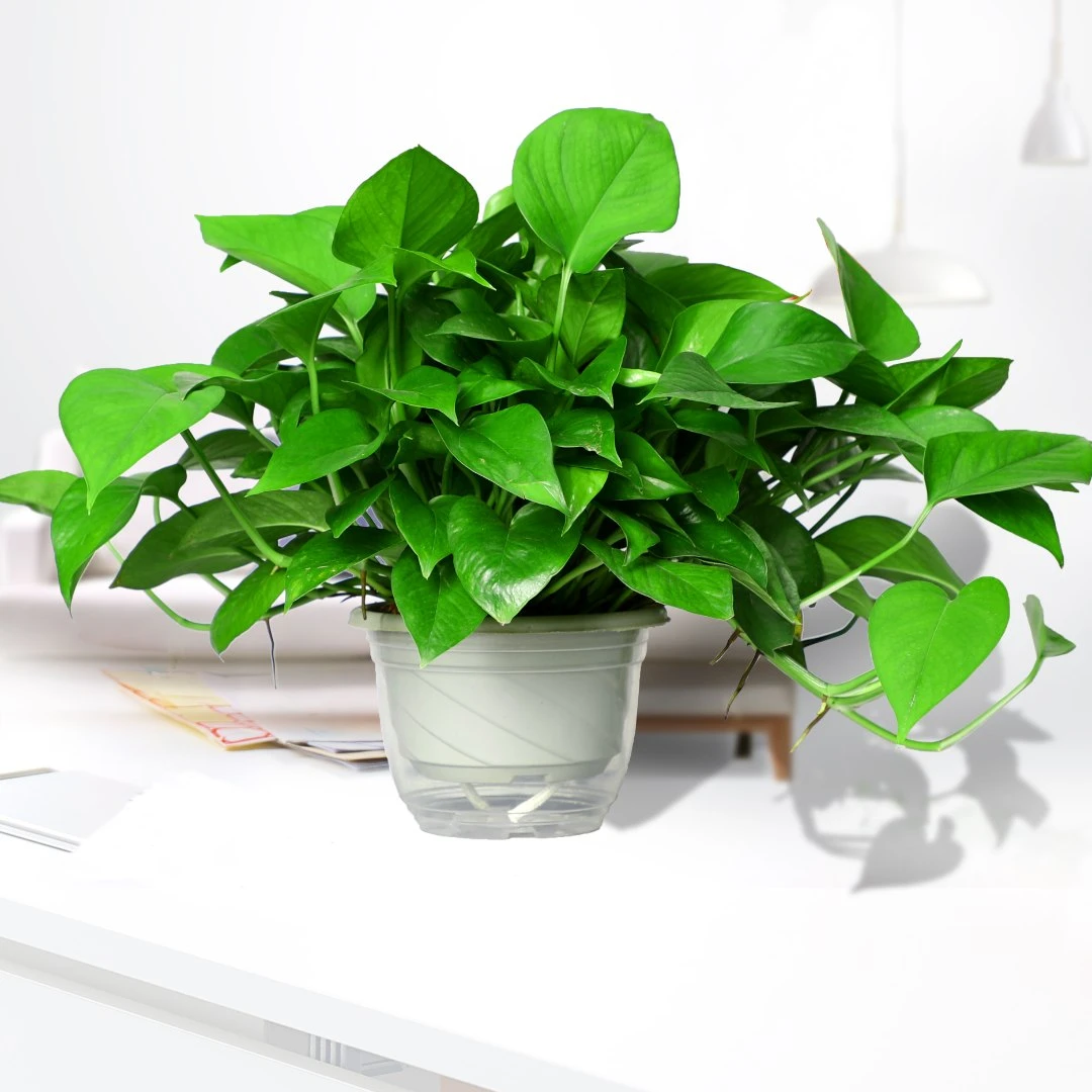 绿萝盆栽室内直供优质观赏植物好养易活绿箩精美鲜活新房绿植基地