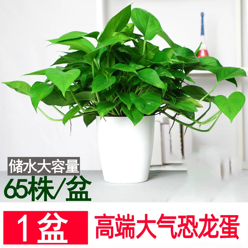 高端恐龙蛋绿萝室内自然盆栽绿箩办公桌清新美观绿植常绿居室植物