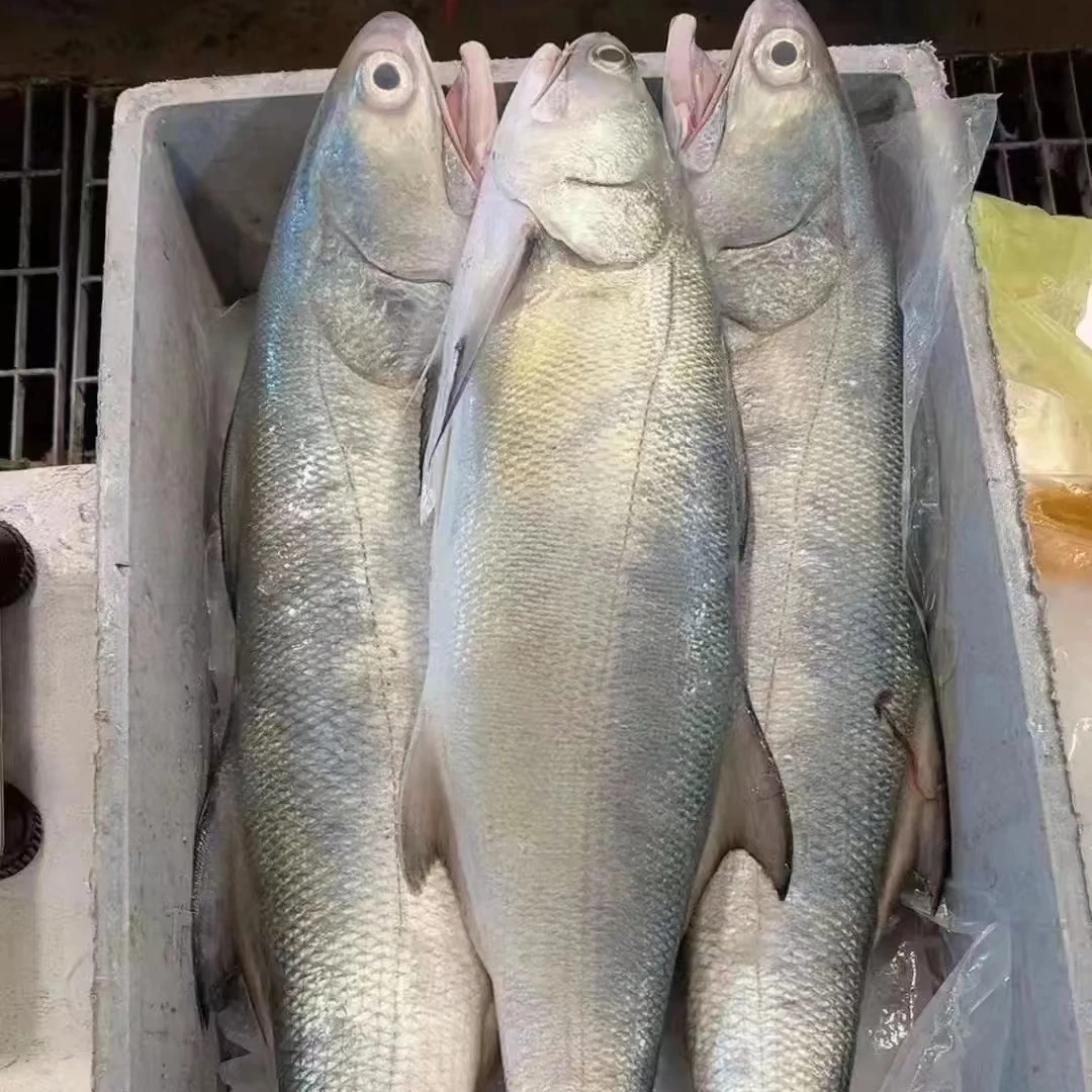 无品牌速冻 广东博贺港马友鱼6斤 顺丰冷链发货