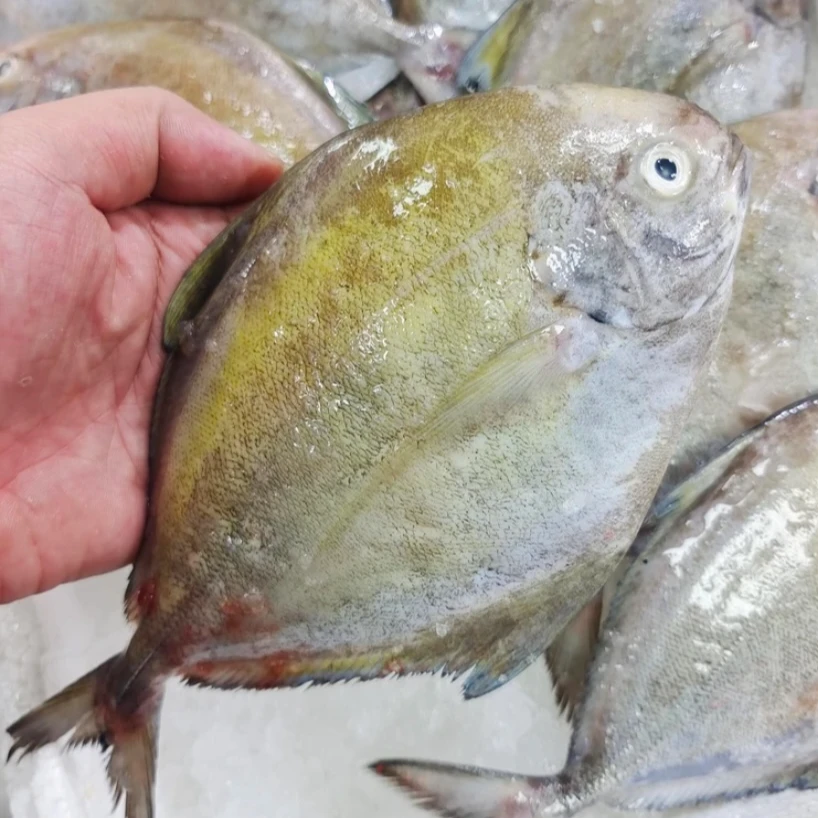 新鲜速冻 黑鲳鱼200g~300g/条   广东博贺港顺丰冷链发货包邮