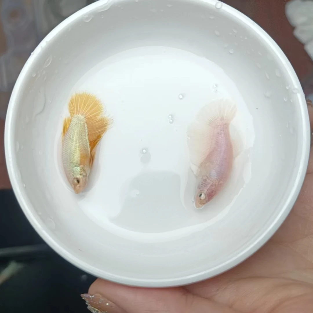 A01-100号泰国斗鱼半月双尾纯白大耳糖果狮王母鱼小型热带鱼