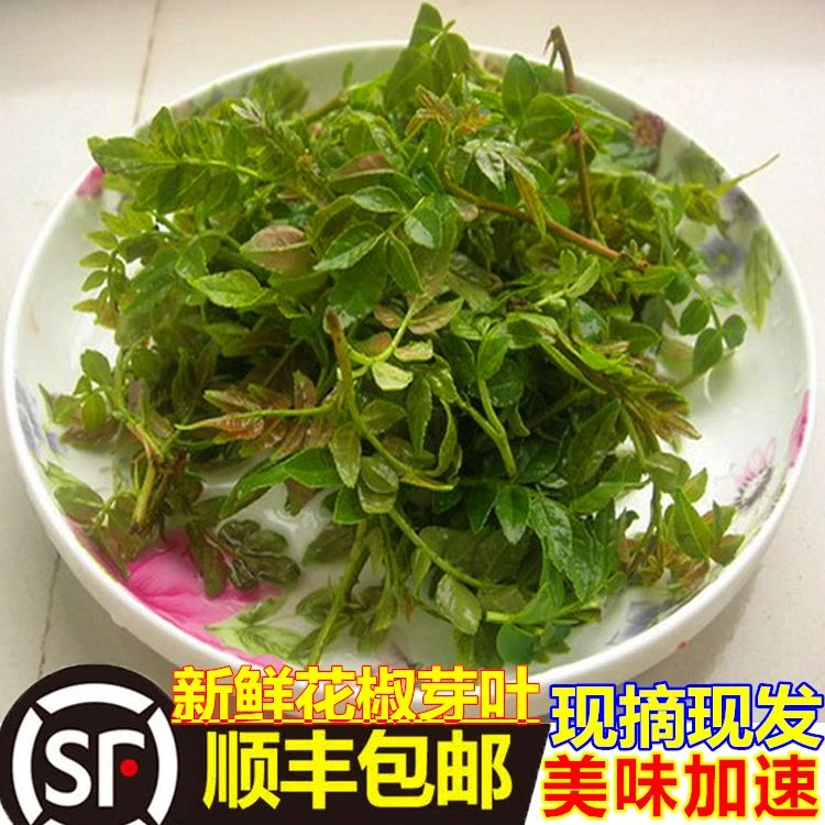 露天新鲜花椒芽爽口花椒芽叶凉拌时令芽叶菜原产地美味爽口花椒芽