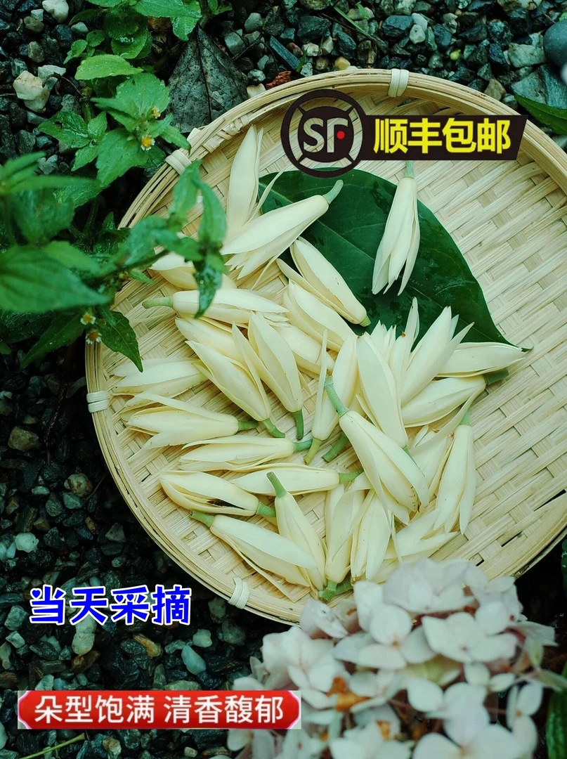 【顺丰包邮】新鲜玉兰花 白玉兰 黄果兰 黄角兰 缅桂 当天采摘 浓香