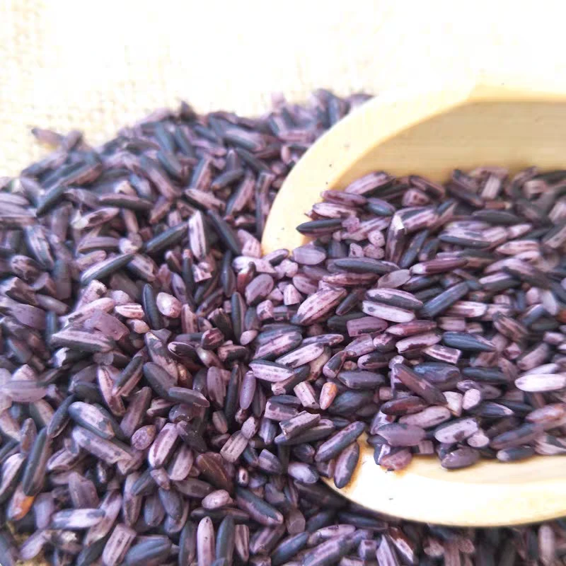 小太阳景云  紫米  鱼胶花胶 1000g