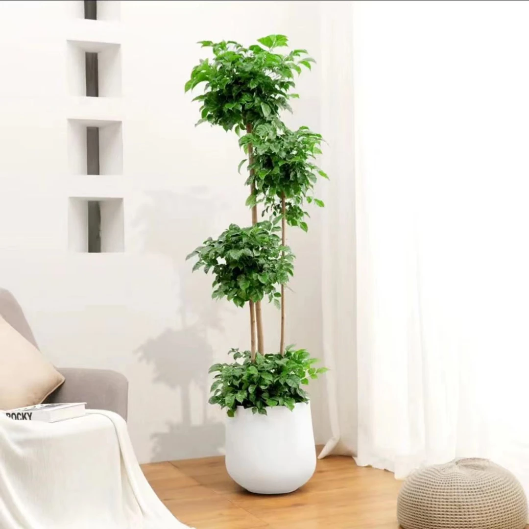 四层老桩幸福树盆栽办公室大型绿宝新家吸甲醛好养植物