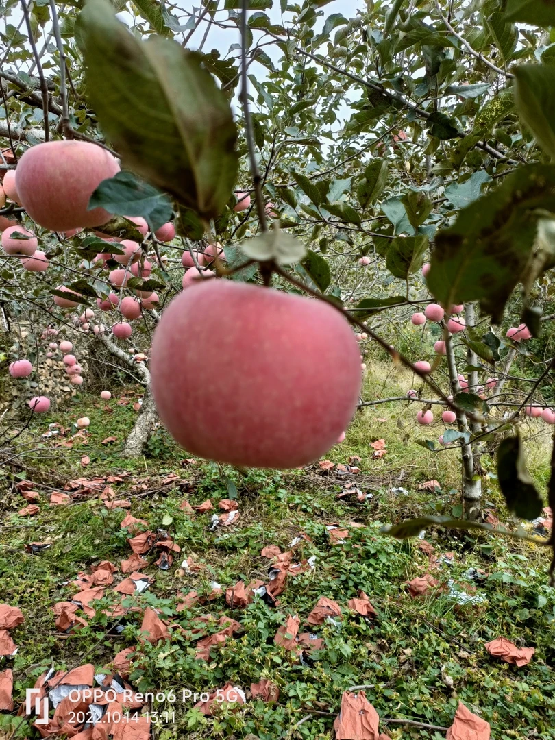 沂源山地苹果一箱10斤甘甜多汁