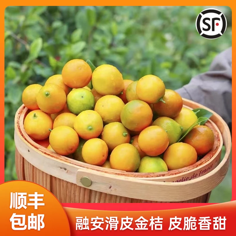 【滑皮金桔2斤】正宗融安产地直发新鲜应季水果皮脆顺丰直发