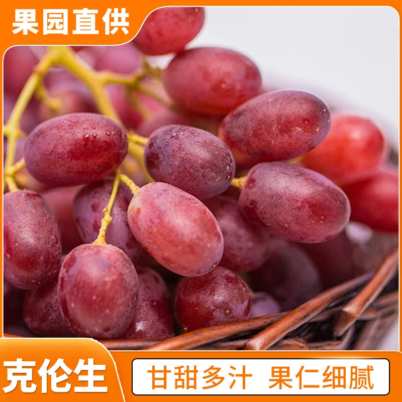 四川大凉山种植新鲜采摘克伦生葡萄甘甜多汁5斤/带箱10斤装