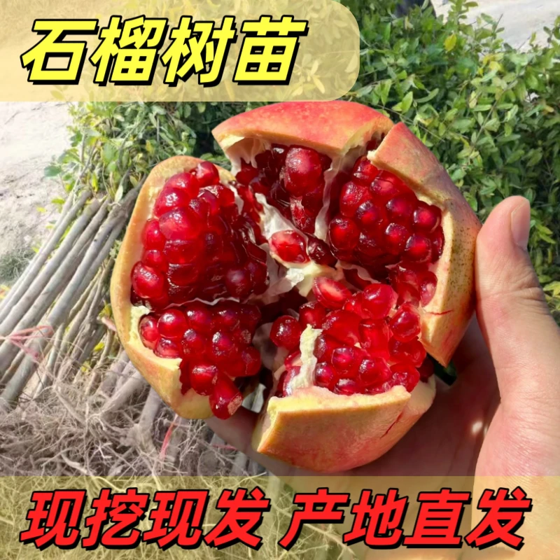 突尼斯软籽优质石榴树苗盆栽地栽庭院种植果树蒙阳红大甜石榴树苗
