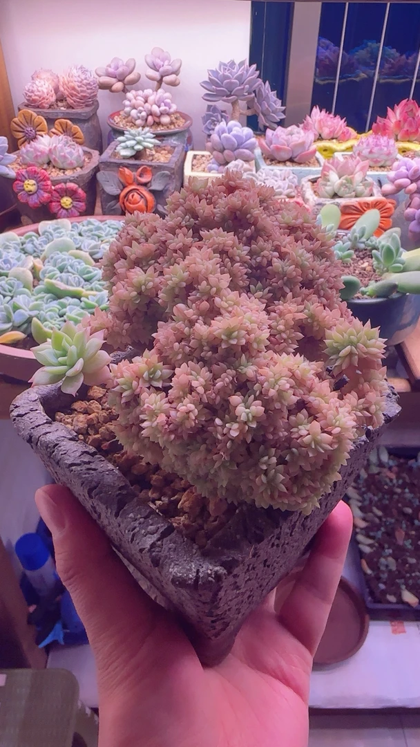 多肉植物一物一拍