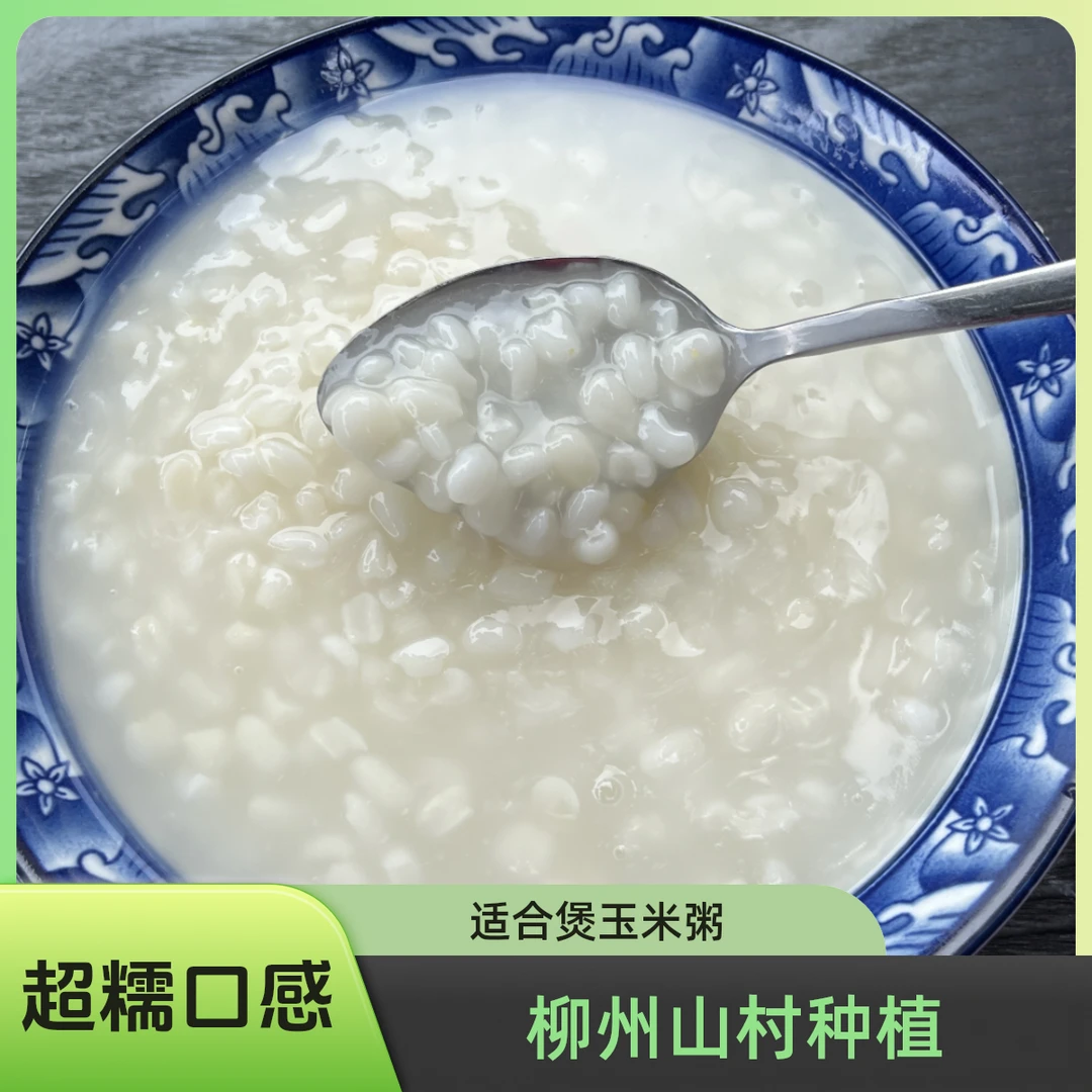 【超糯】柳州山村种植白糯玉米碎粒 煲玉米粥软糯香1～9斤产地包邮