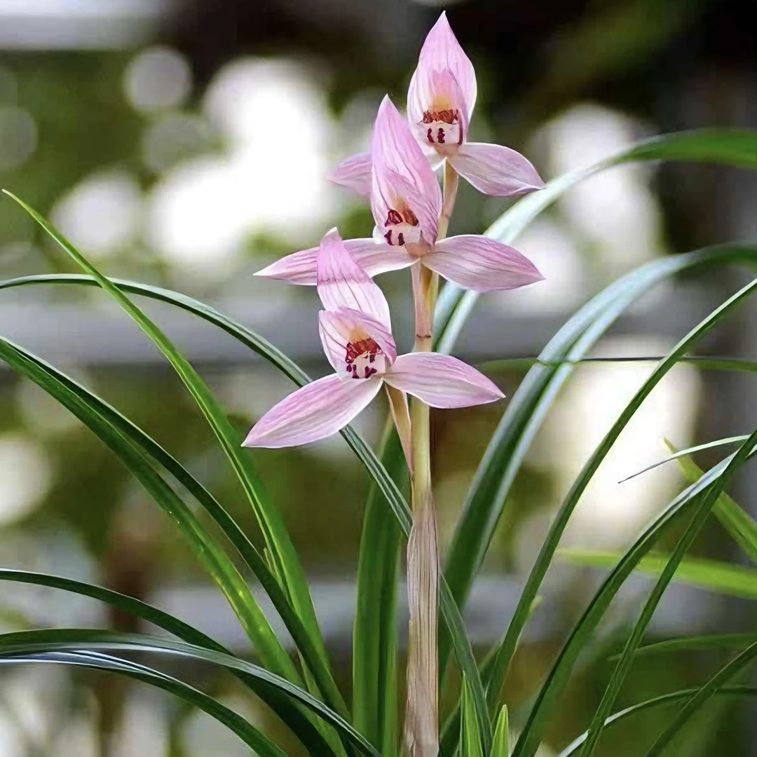 兰花苗春剑新津胭脂花卉盆栽春季绿植美观
