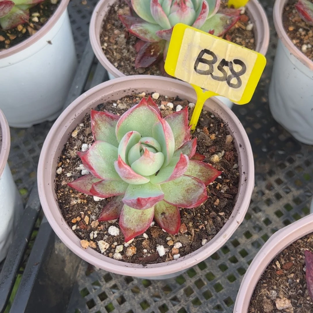 玉****?B58惊鸿单头多肉