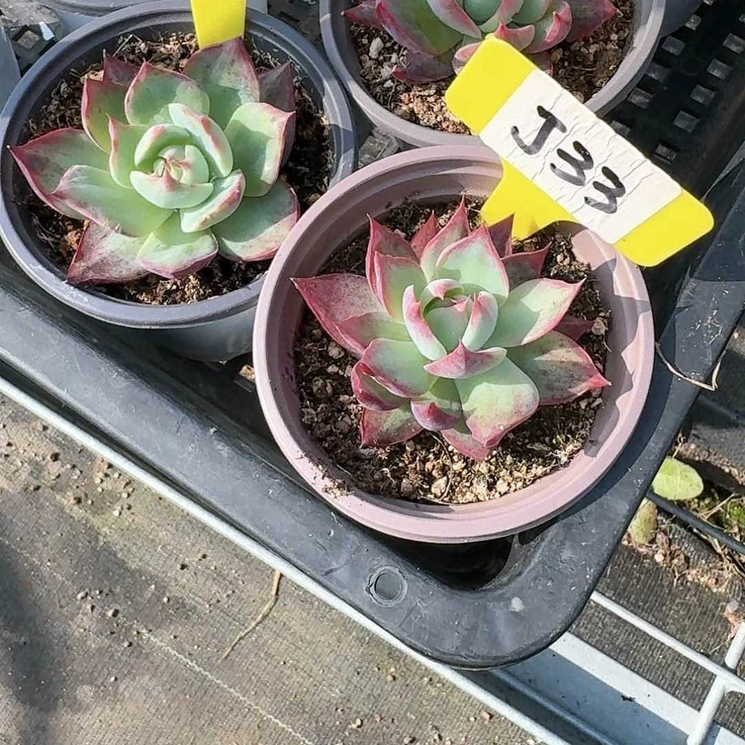 阿**笑J71-33惊鸿单头多肉