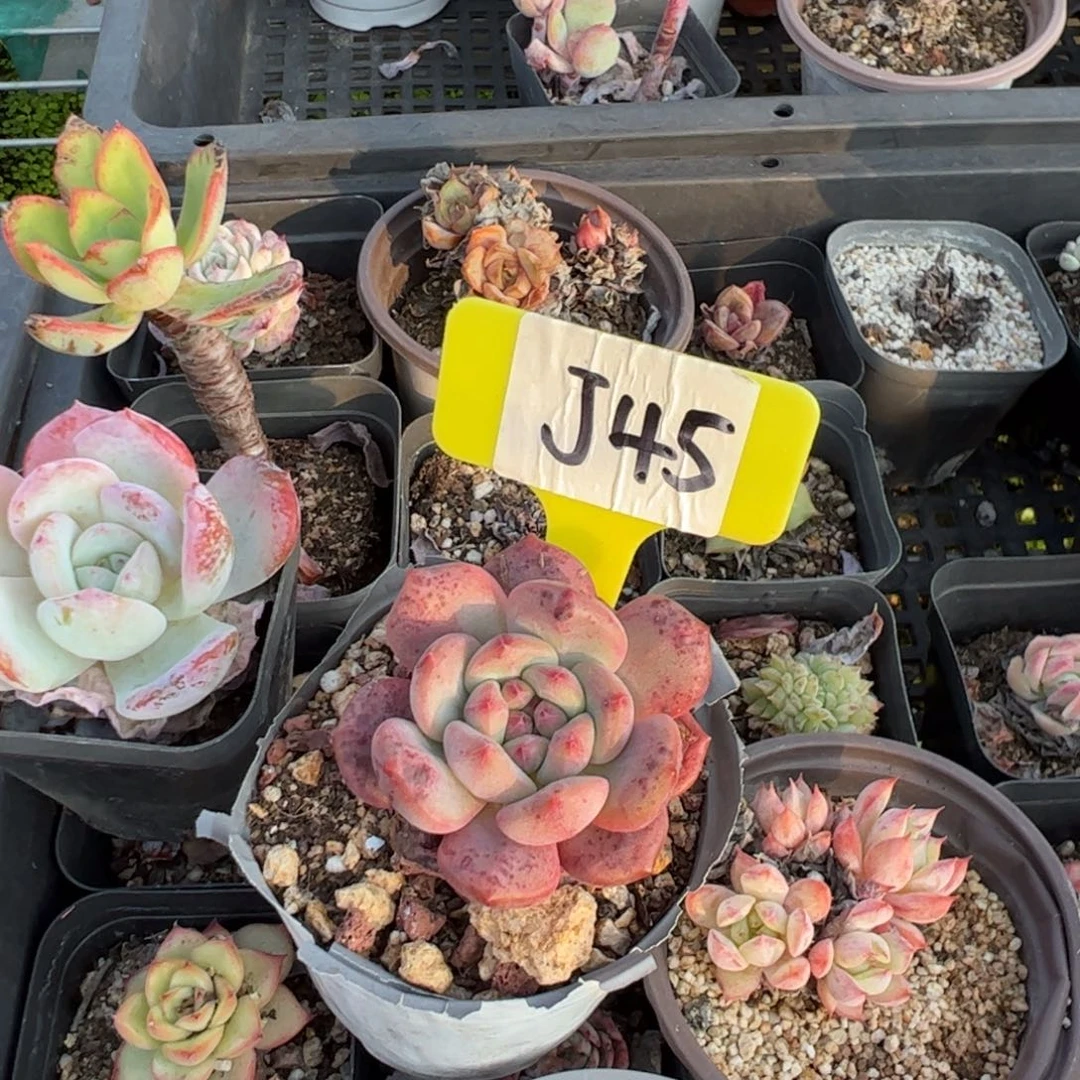 年****@J45多肉多肉多肉