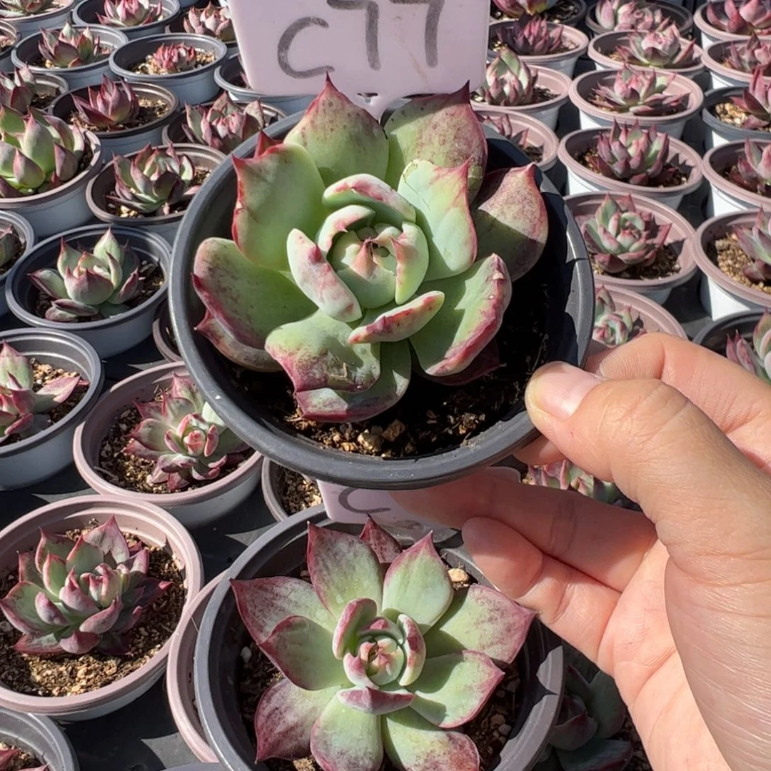 Y*凤C77惊鸿多肉多肉