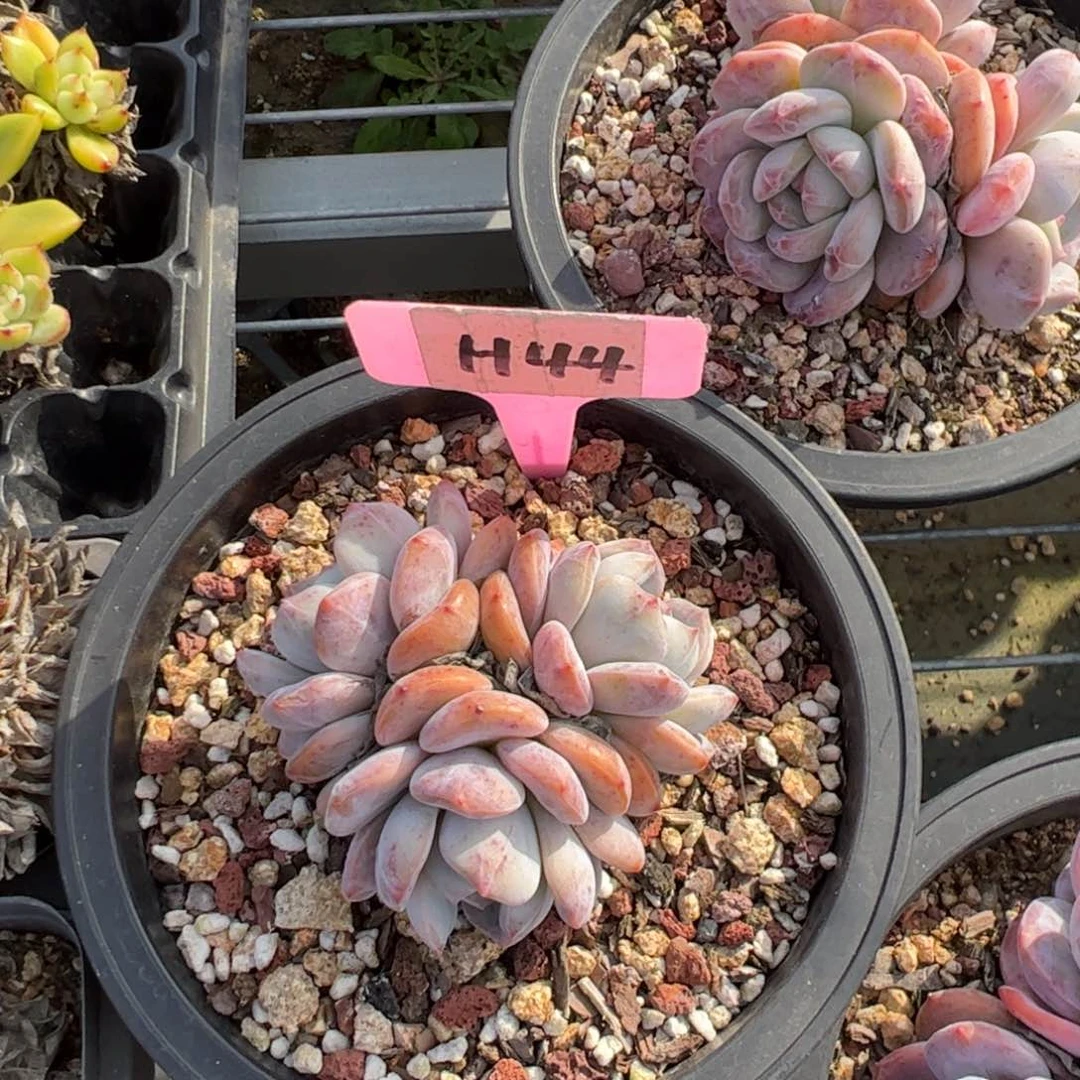 半**过H44星影多肉多肉