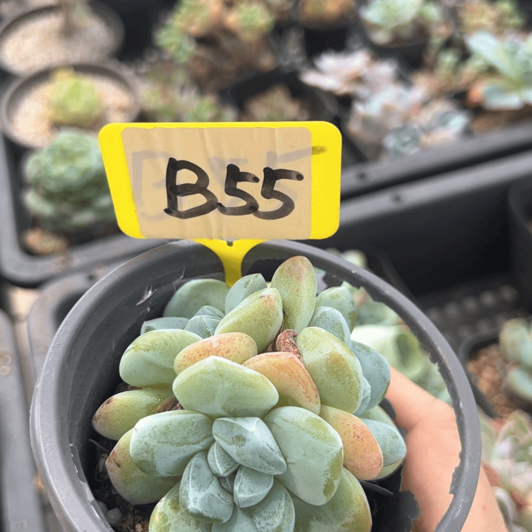 指**绘B55冰玉多肉多肉