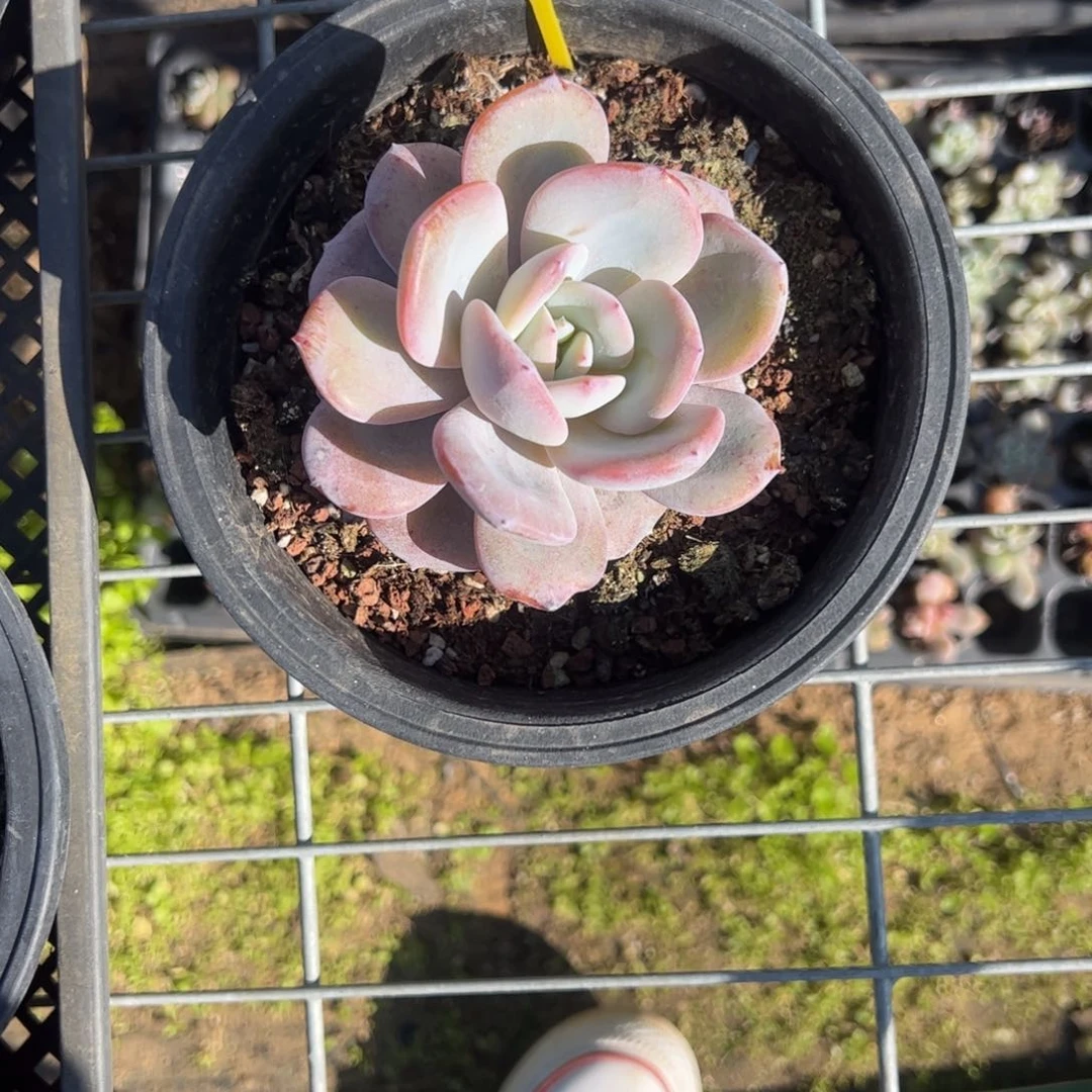 逆**下奶茶多肉f104