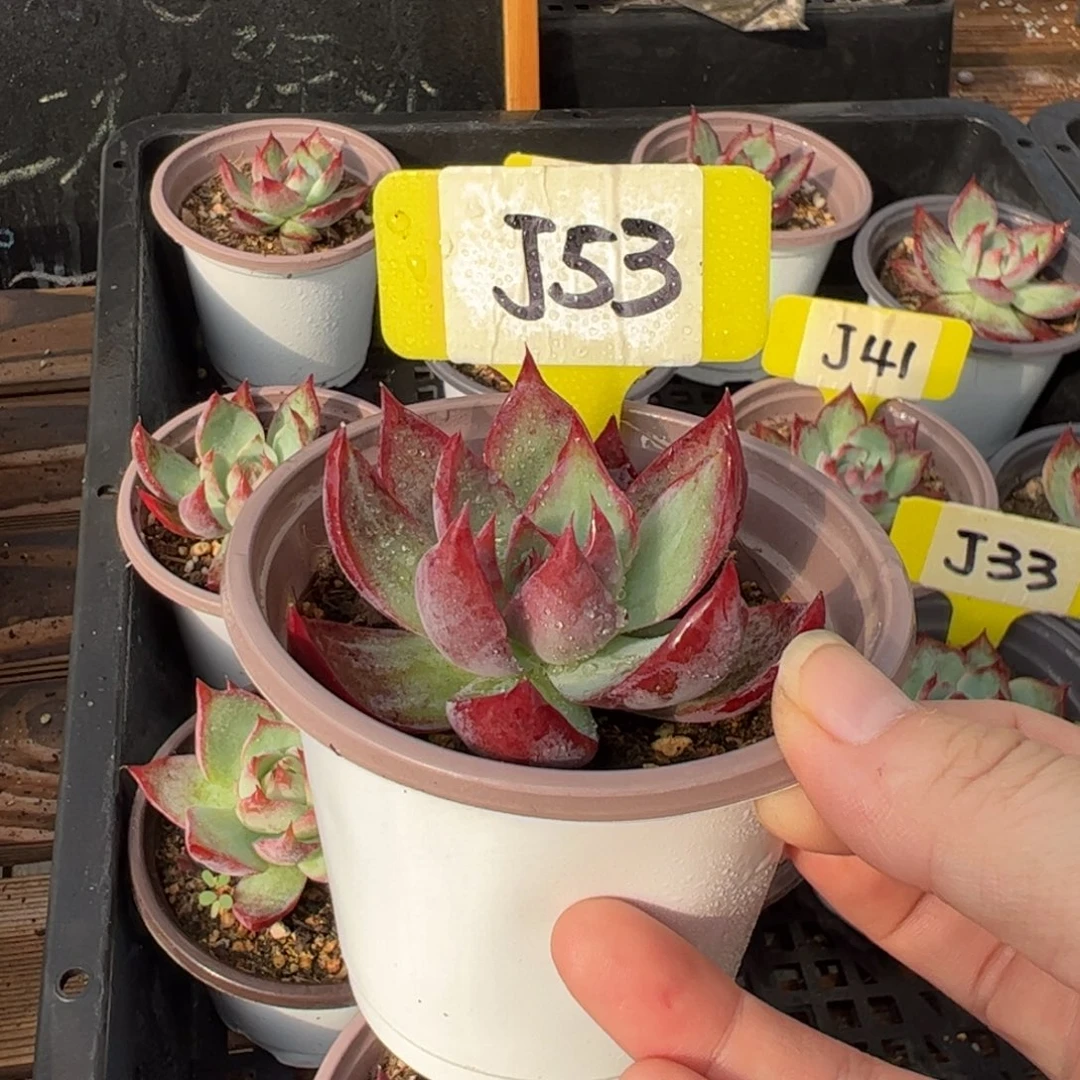 J53惊鸿多肉的多肉