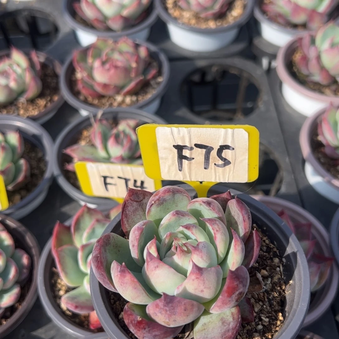 毛*鱼F75惊鸿多肉多肉