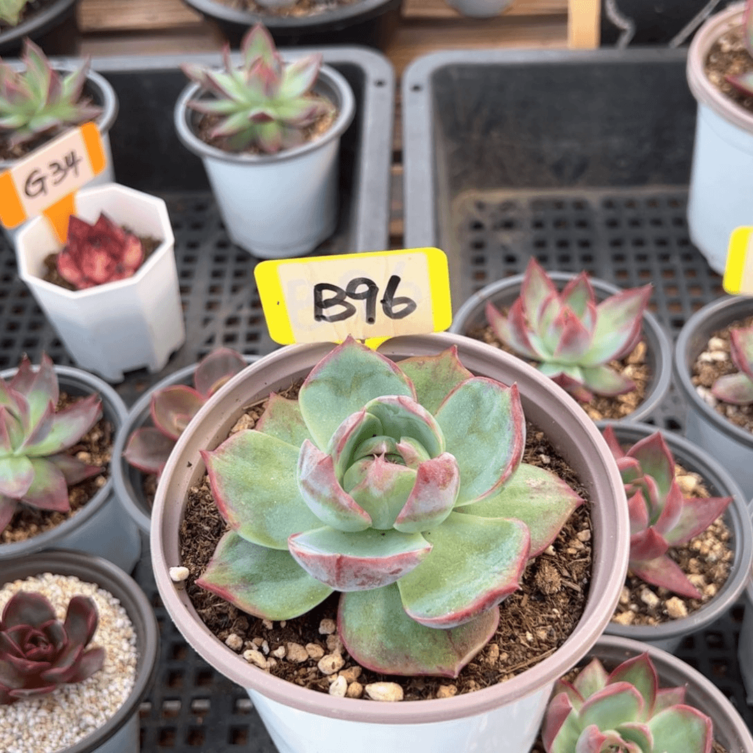 伯*B96惊鸿给木易的