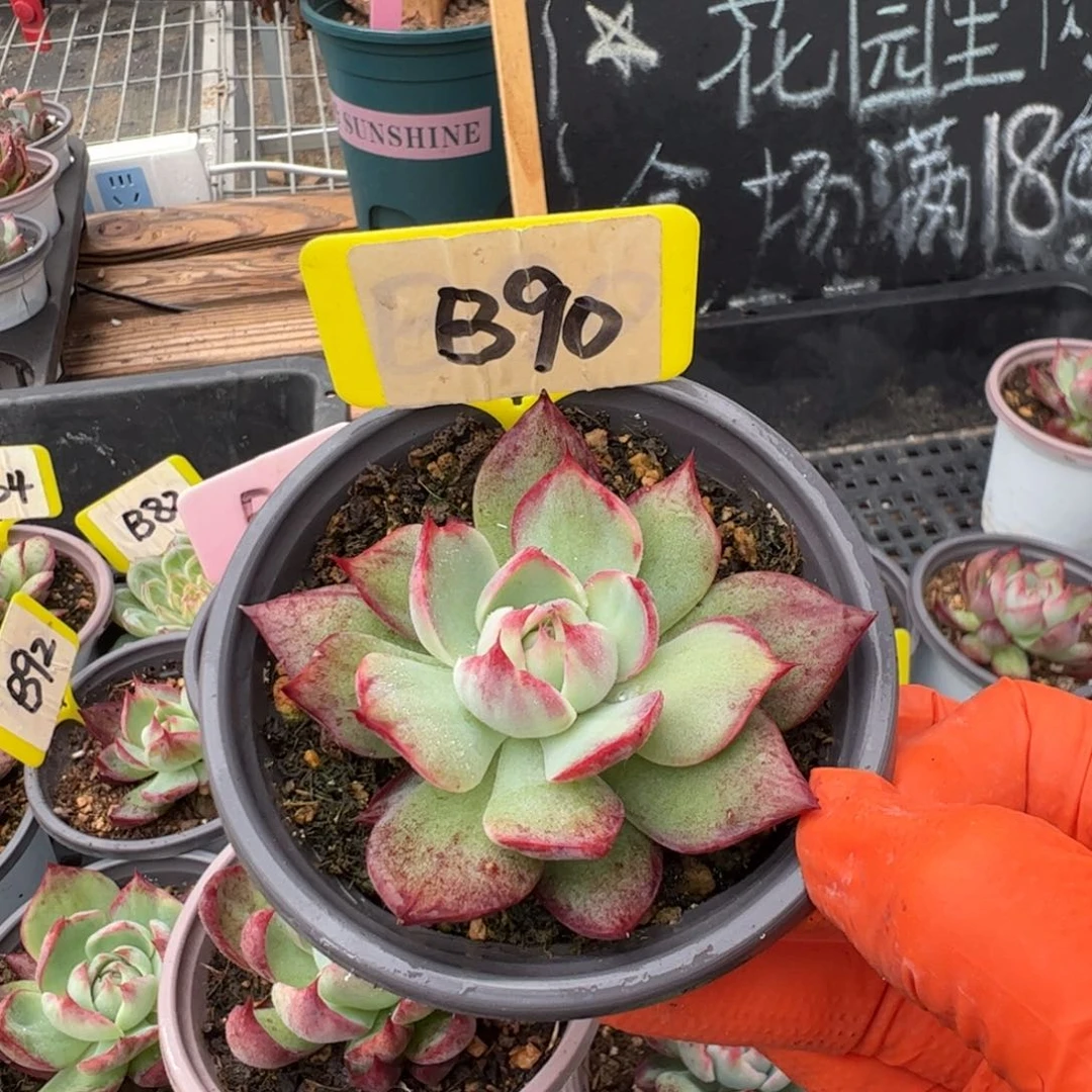 贝*B90惊鸿多肉多肉