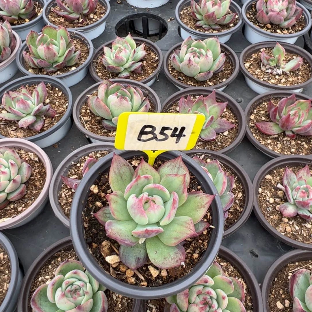 R****本B54惊鸿多肉多肉