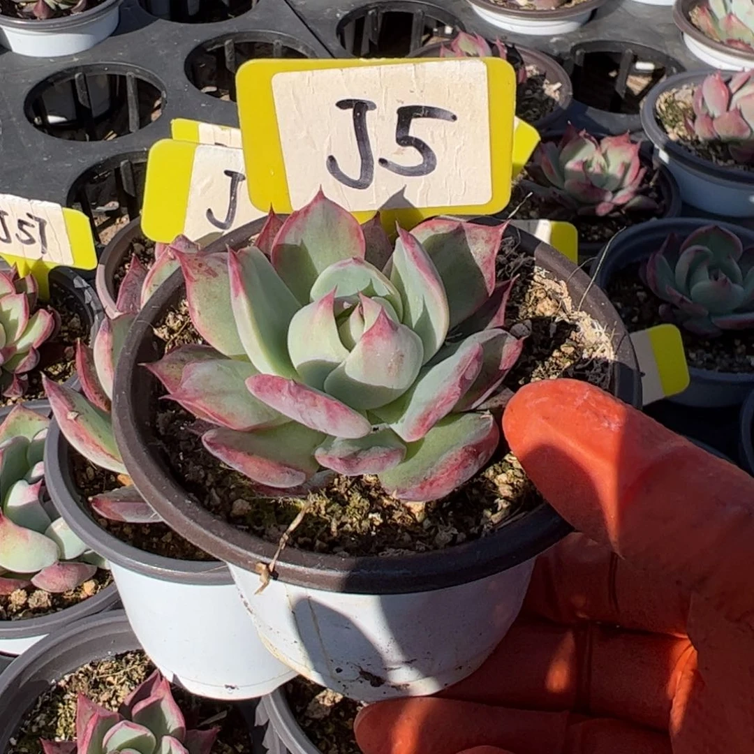 小*一J5惊鸿多肉多肉