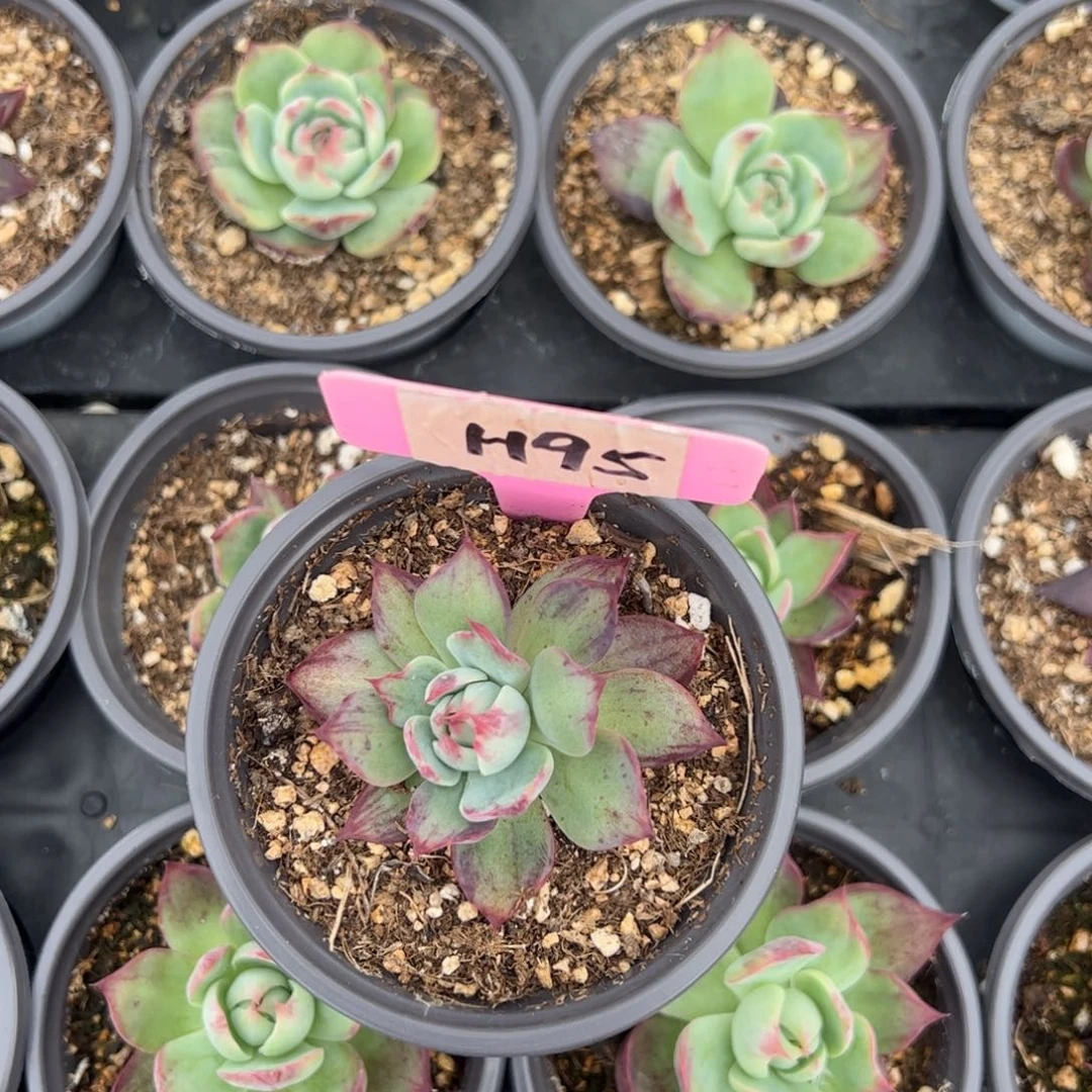 *️*H95惊鸿多肉多肉