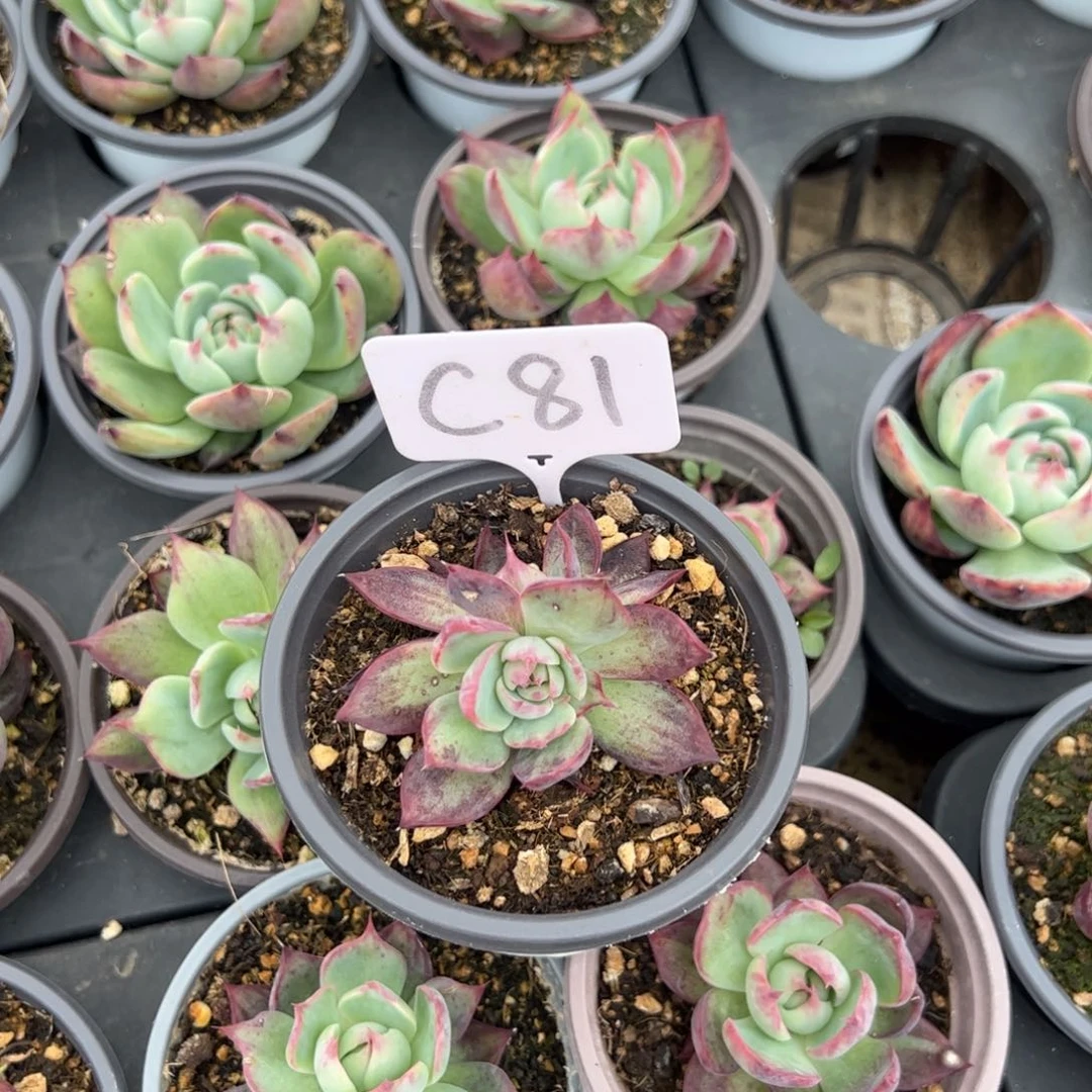 永***远C81惊鸿多肉多肉