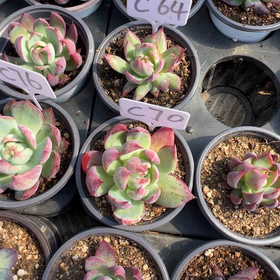 ?**光C70惊鸿多肉多肉