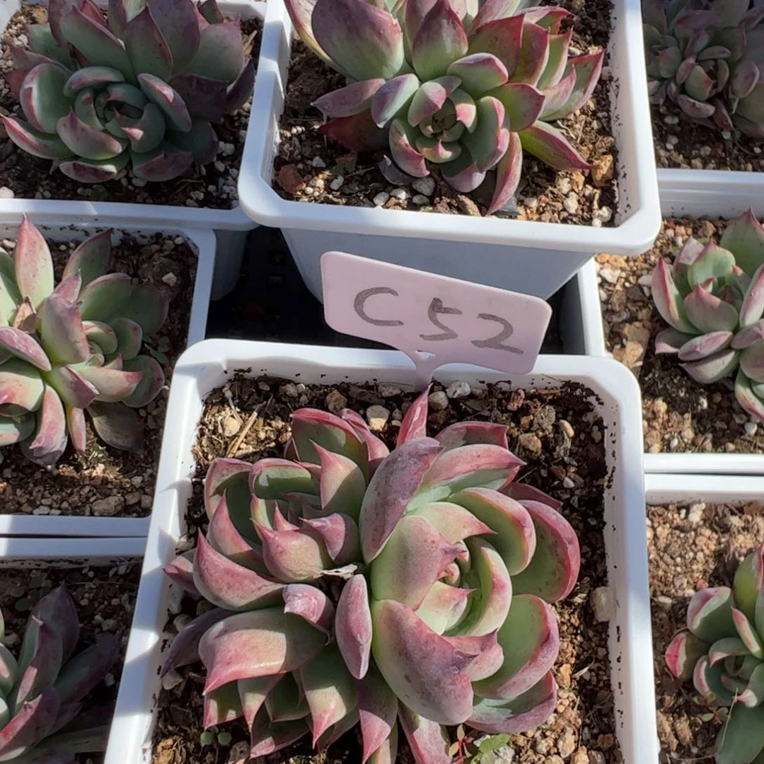 果**~C52惊鸿多肉多肉