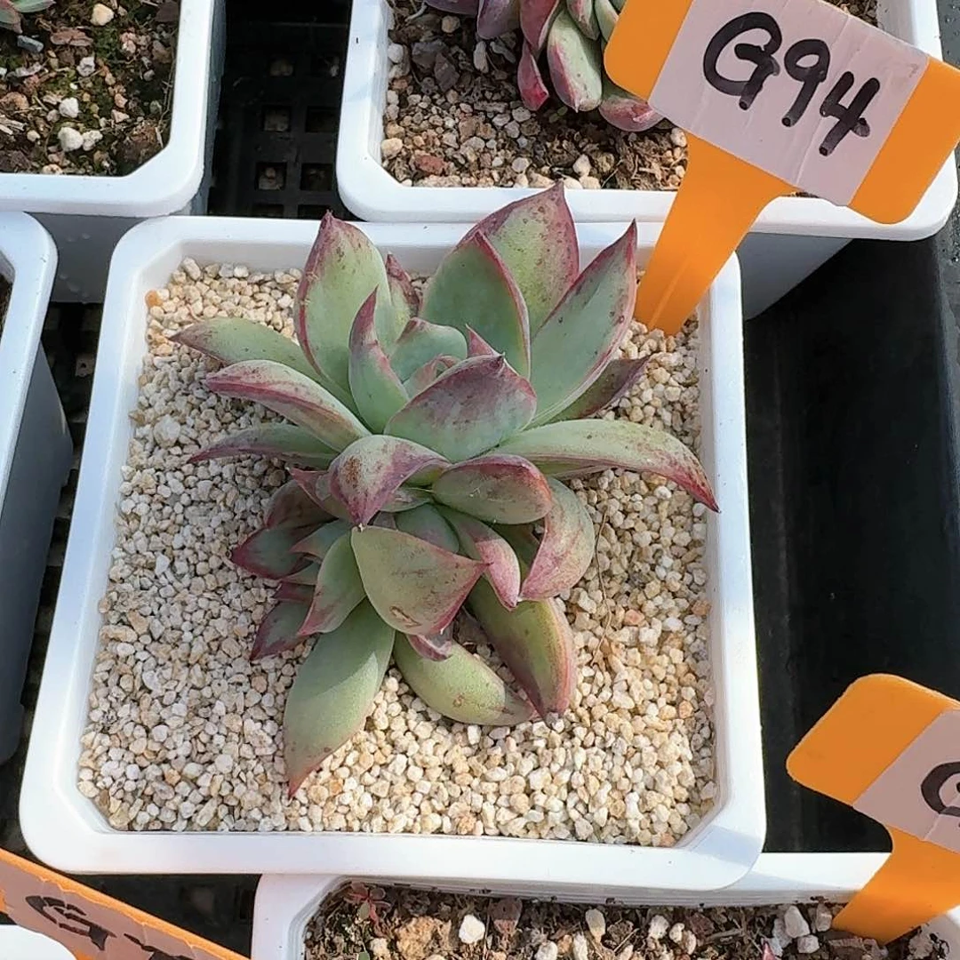 瞎**呗G94惊鸿单头多肉