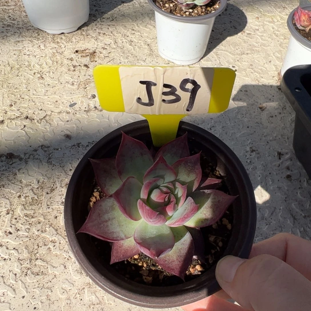 燕*飞J39惊鸿的多肉